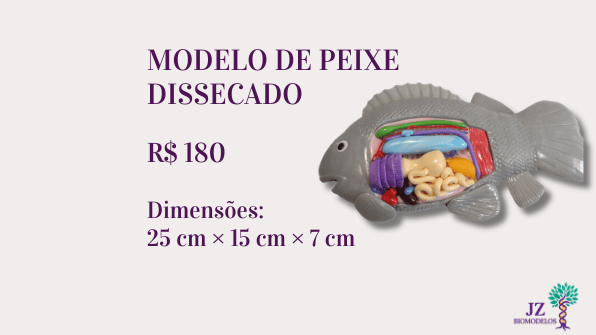 Modelo de peixe dissecado