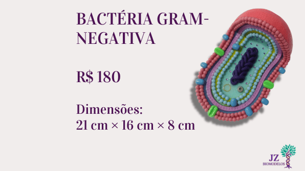 Bactéria gram-negativa
