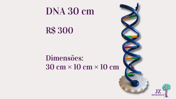 DNA 30 cm
